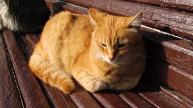 Oyuncu kırmızı kedi yavrusu yıkar ve pençesini yalar ve ahşap bir bankta oturur, yakın çekim