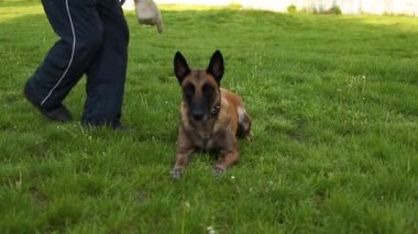 Belçikalı Çoban Köpeği Malinois dişleri kırmızı bir lastik topu tutar, o salya olduğunu. Köpek parkta yeşil çim üzerinde oturur. Eğitim ve bir köpek ile oynamak