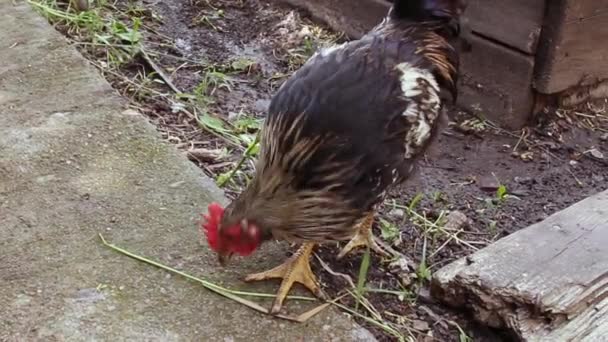 Blízko Černého Kohouta Roostera Kuře Slepice Péro Chůze Ulici Hledání — Stock video