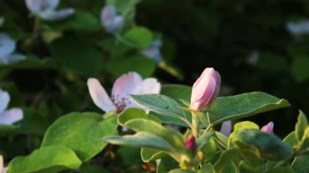 Tło Piękny Piękno Kwitnąć Kwitnący Kwitnąć Niebieski Gałąź Zbliżenie Flora — Wideo stockowe