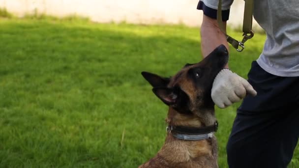 Belgický Ovčák Malinois Zubech Červenou Gumovou Kouli Slintá Pes Sedí — Stock video