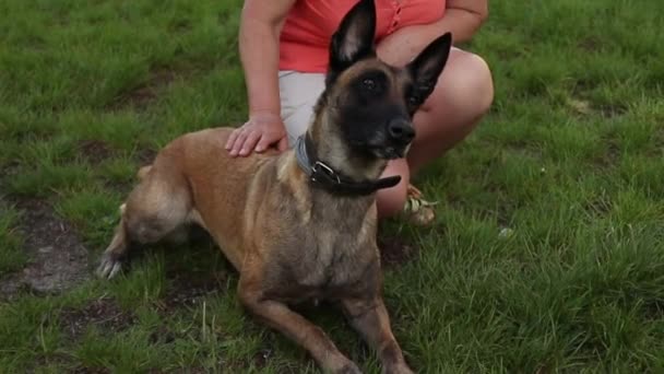 犬のトレーナーとして働く男と公園の草の上に赤いボールでシェパードを訓練 — ストック動画