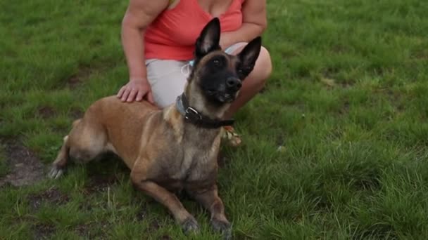 Belgian Shepherd Dog Malinois Holds Red Rubber Ball Its Teeth — Stock Video