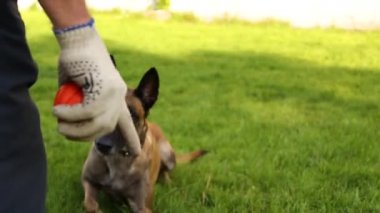 Güneşli bir günde dışarıda çimenler üzerinde bir köpek işleyicisi ile bir çoban köpeği eğitim.