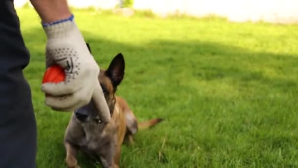 Een Herdershond Trainen Met Een Hondenhandler Het Gras Buiten Een — Stockvideo