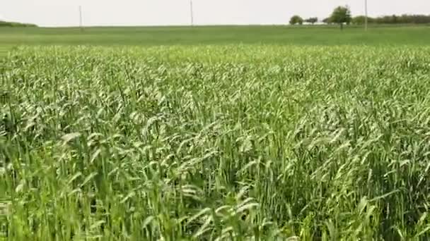 Tahıl Bitkileri Bir Alan Güçlü Rüzgarlar Altında Hareket Eder — Stok video