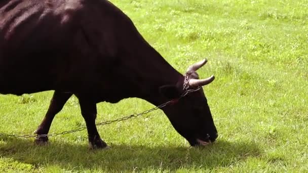 Weidende Kühe Auf Der Bäuerlichen Weide Braune Kuh Mit Hörnern — Stockvideo