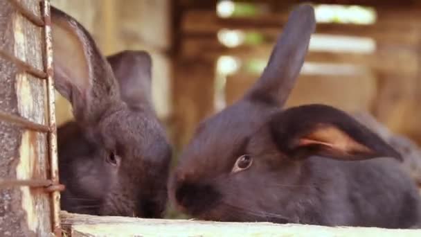 Lindos Conejos Negros Grises Saltan Una Jaula Cultivando Animales Granja — Vídeo de stock