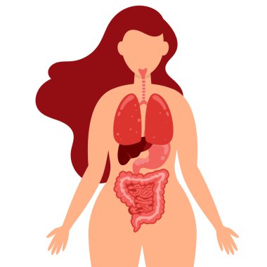 Akciğer, sindirim sistemi, kalın bağırsak, karaciğer ve mide insan vücut sağlığı infographics