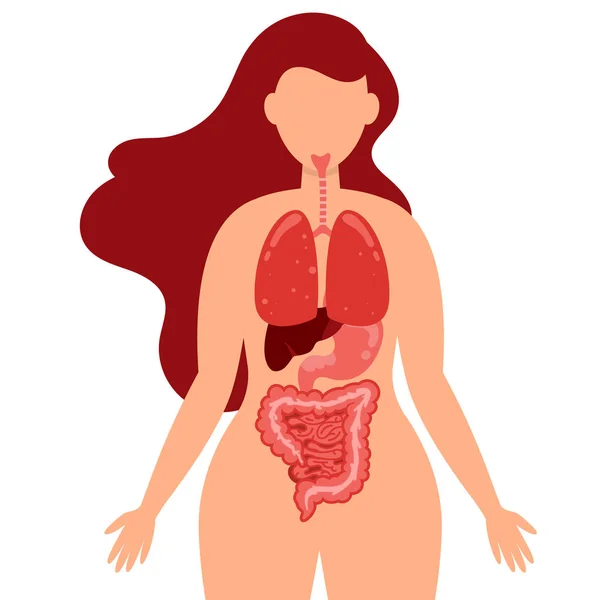 Infographie des soins de santé du corps humain poumons, tube digestif, gros intestin, foie et estomac — Image vectorielle