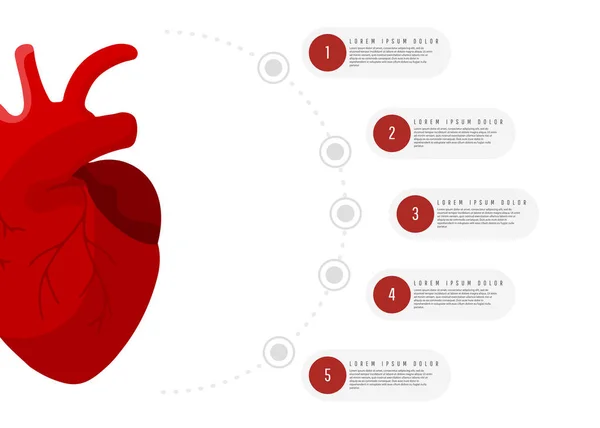 Az orvosi koncepció infographics vörös ember szív orgona kerek elemekkel szöveg, fehér háttér — Stock Vector