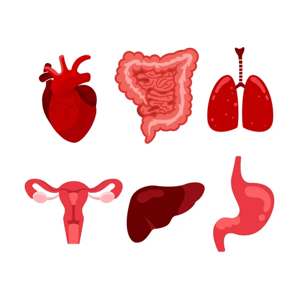 Conjunto creativo de humano, pulmón, útero, estómago, tracto gastrointestinal aislado vector ilustración — Vector de stock