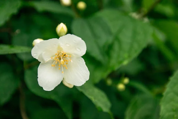 Close up of jasmine flowers in a garden — Stock Photo, Image