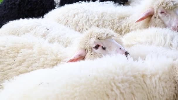 Sevimli kabarık koyun güneşli bir günde çayırda otlatmak. outback istasyonu veya çiftlikte büyük sürü veya koyun sürüsü — Stok video
