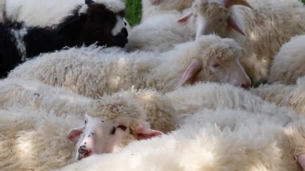 Bonito ovelhas fofas pastam no prado em um dia ensolarado. grande rebanho ou rebanho de ovelhas na estação de outback ou fazenda — Vídeo de Stock