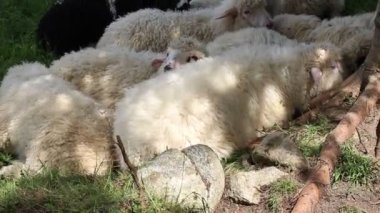 Büyüyen hayvancılık konsepti. Süt ve koyun yünü üretimi. Güneşli bir günde yeşil bir vadide bir çayırda dinlenen bir koyun sürüsü.
