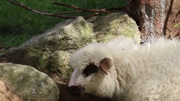 Creciendo concepto de ganado. Producción de leche y lana de oveja. Un rebaño de ovejas en un prado en un día soleado . — Vídeos de Stock