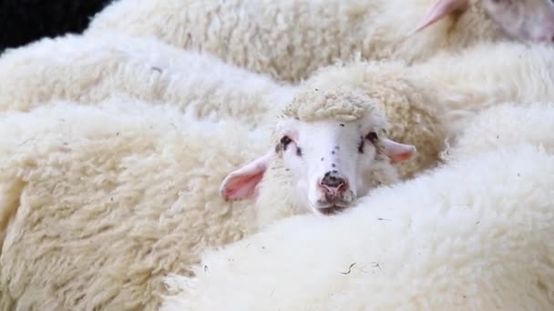 Söt fluffigt får betar på ängen. Stor flock eller flock av får på Outback Station eller Ranch — Stockvideo