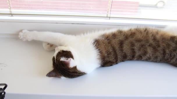 Gato Tabby se acuesta en un alféizar blanco de la ventana en su espalda, tratando de dormir. Gato feliz se relaja en la luz del sol — Vídeos de Stock