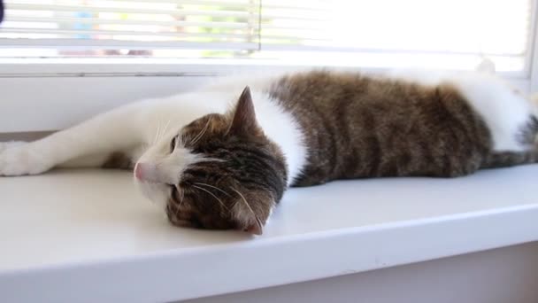Gato engraçado encontra-se no peitoril da janela e olha em volta — Vídeo de Stock