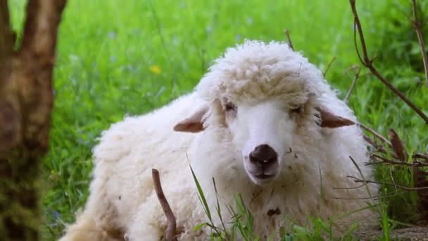 Растущая концепция домашнего скота. Стадо овец отдыхает на лугу и ест траву в зеленой долине в солнечный день . — стоковое видео