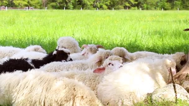 Grande rebanho ou rebanho de ovelhas na estação de outback ou fazenda — Vídeo de Stock