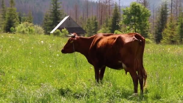 Baltık Denizi kıyısında Yaylası. İnek closeup çayır, tagged sahipleri üzerinde. Hornless İnekler et yön cins. Redpol inek ırkı, İngilizce sığır, Groningen, Angus, Polled zorlanma, et ırkı sığır eti — Stok video