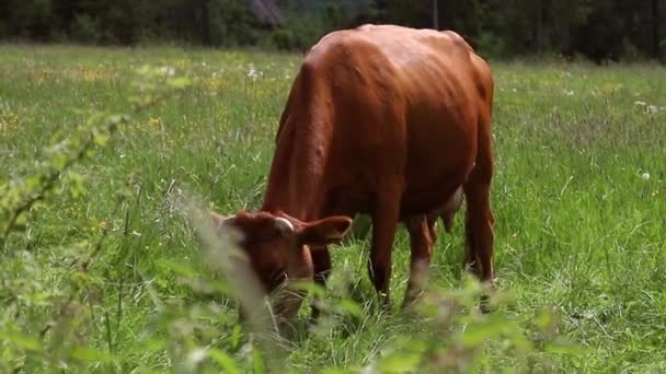 Una vaca marrón de pie en un pasto con otras vacas en el fondo con colinas — Vídeos de Stock