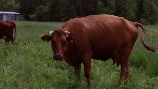 Vaca marrón de pie en un pasto con otras vacas en el fondo con colinas — Vídeo de stock