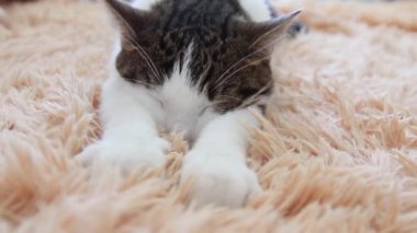 Sevimli pençeleri ile sevimli uykulu çizgili gri beyaz kedi iç içe geçme ve uyku sevinç ile Pembe battaniye Masaj.