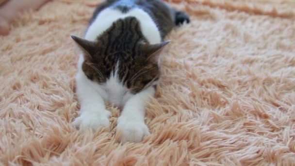 Koncept odpočinku a spánku. Trochu Chlupaté koťátka zblízka. Pruhovaná šedá kočka masírovuje tlapkami přikrývky a připraví se k posteli. — Stock video