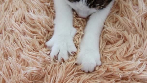 Sevimli pençeleri ile sevimli uykulu çizgili gri beyaz kedi iç içe geçme ve uyku sevinç ile Pembe battaniye Masaj. — Stok video