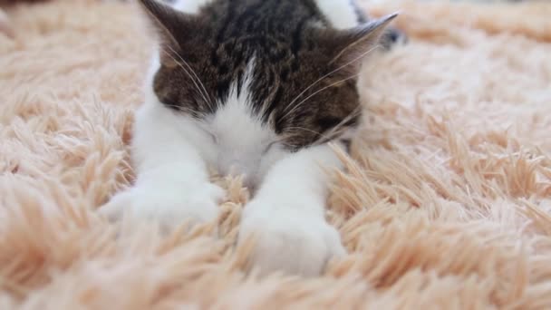 Sevimli pençeleri ile sevimli uykulu çizgili gri beyaz kedi iç içe geçme ve uyku sevinç ile Pembe battaniye Masaj. — Stok video