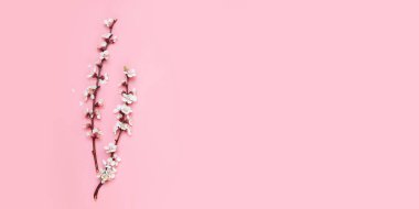 Pembe monodik arka planda çiçek açan Sakura bir şube.