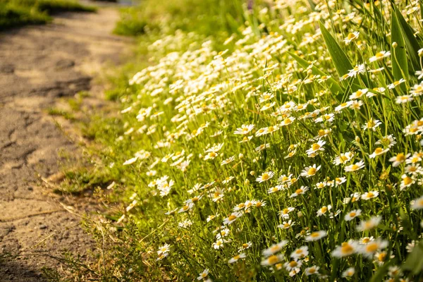 Field chamomile flowers close up. Nature scene with blooming medical chamomile in sun day.