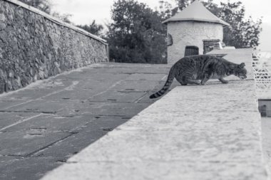 güneş ışığında mavi bir arka planda gri kedi
