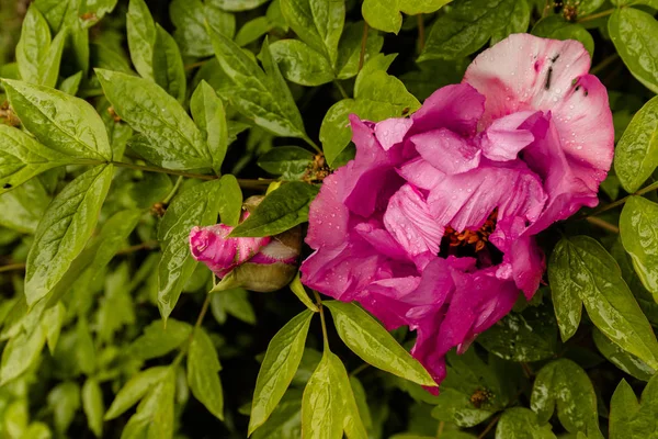 Розовые пионы на кустах. Цветущие розовые цветы пионы. Весна, природа. Фон — стоковое фото