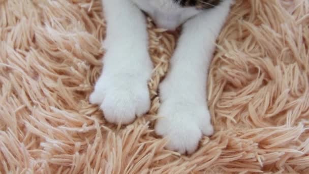 휴식과 수면 개념. 작은 푹신한 새끼 고양이 발 클로즈업. 줄무늬 회색 고양이가 담요의 발로 마사지하고 침대를 준비하고 있습니다.. — 비디오
