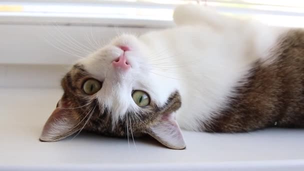 A grey white cat with big green eyes lies on a white windowsill. — Stock Video