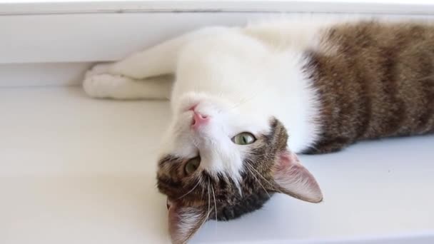 A grey white cat with big green eyes lies on a white windowsill. — Stock Video