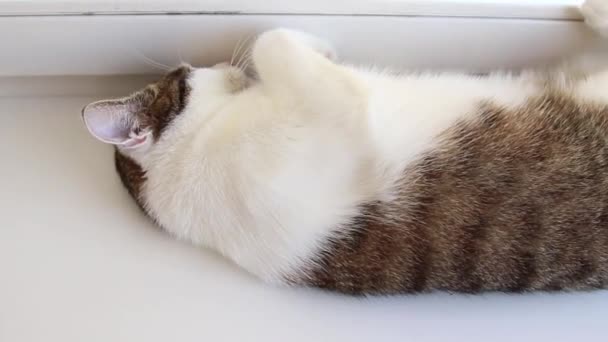 En grå vit katt med stora gröna ögon ligger på en vit fönsterbleck. — Stockvideo