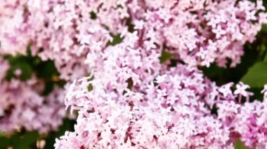 Leylak çiçekleri arka plan