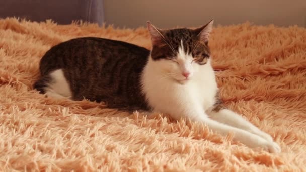 Csíkos fehér szürke felnőtt macska fekszik az ágyon, és villog, elalszik. — Stock videók