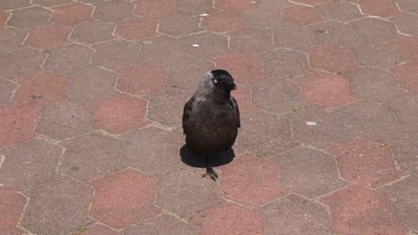 Een zwarte kraai met blauwe ogen kijkt naar de camera. Close-up — Stockvideo