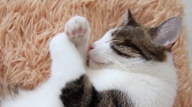 Sevimli çizgili gri beyaz yetişkin kedi yatakta uyku, yakın