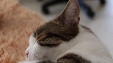 Gri kedi yatıyor ve yıkar.