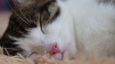 Kedi evdeki kanepede uyuyor.