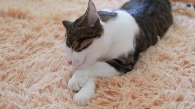 Gri kedi kanepede yatıyor ve yıkıyor. Sabah yıkama prosedürleri