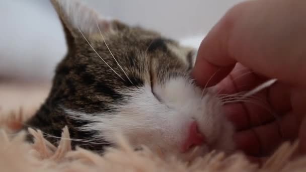 Weibliche Hand streichelt süße schlafende Katze auf Sofa. Tabby Hauskatze. Konzept der Liebe zu Tieren — Stockvideo