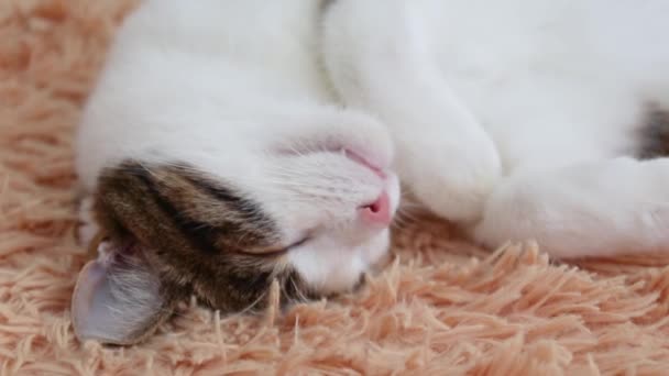 Кіт спить на дивані в будинку — стокове відео